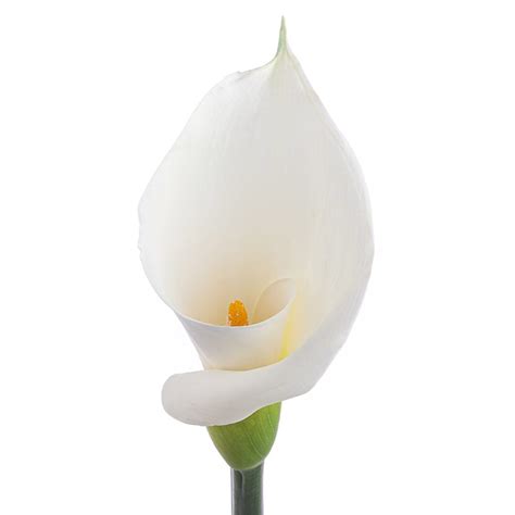 Calla Lily – The Queen's Flowers