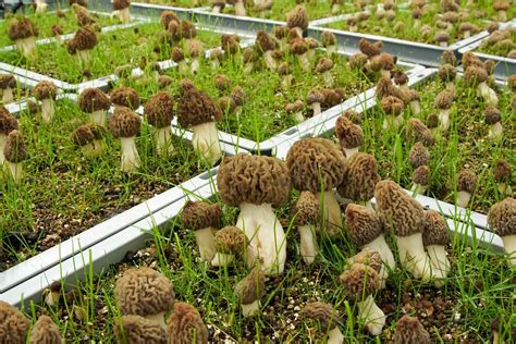 Cultivating Coveted Morel Mushrooms Year-Round and Indoors - The New York Times