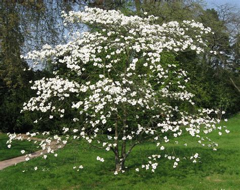 Árboles decorativos para jardín | Árvores floridas, Arvores para jardim, Sementes de árvores