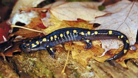 Natural Habitat of the Yellow Spotted Salamander | Animals - mom.me