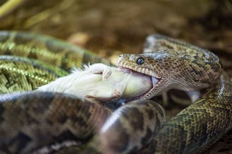 Royalty Free Snake Eating Pictures, Images and Stock Photos - iStock