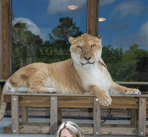 The combined aggregate weight of Liger brothers is more than 3600 pounds which is a record ...