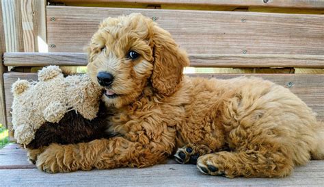 F1B Goldendoodle: Your Complete Guide - Dog Academy