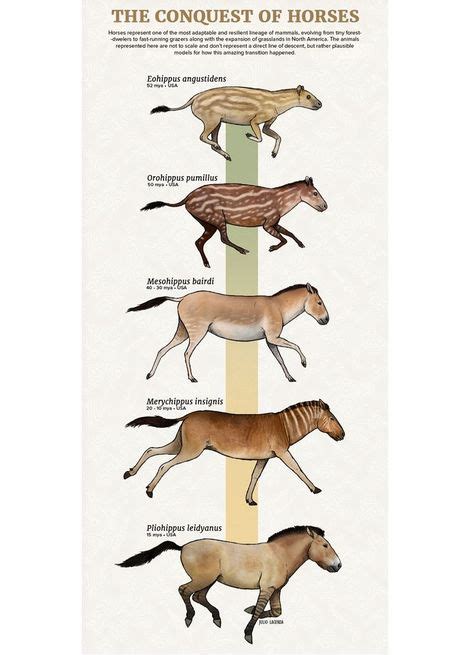 Chart showing stages in the evolution of the horse. | Ancient animals ...