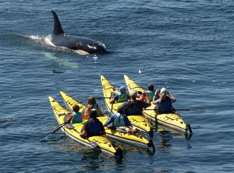 Canoeing Puget Sound Orcas | Crystal Seas Kayaking - Guide to the San Juan Islands