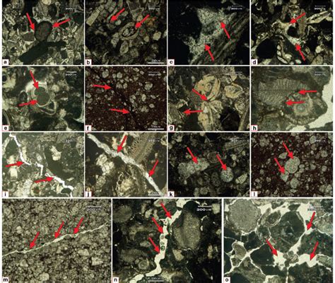 Diagenetic features and porosities in Dungan Formation. Micrite ...