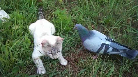 Mean Pigeon jumping on cat - YouTube