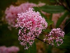 Category:Close-ups of Rhamnaceae flowers - Wikimedia Commons