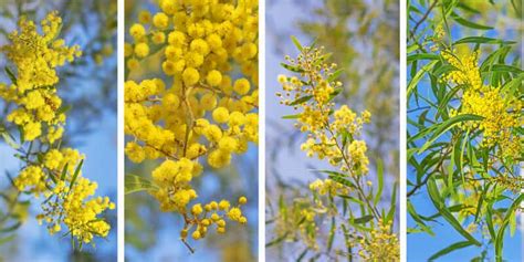 Wattle Tree Guide: How To Grow Wattle Trees | Lawn.com.au