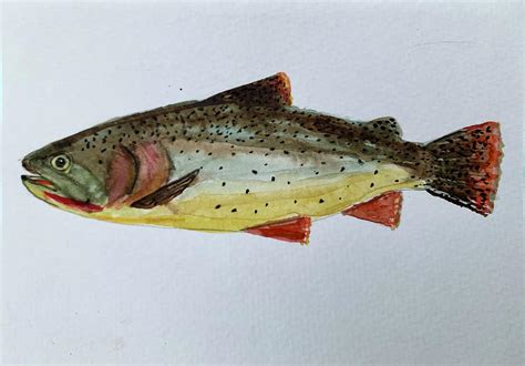 Cutthroat trout Painting by Rebecca Nelson - Fine Art America