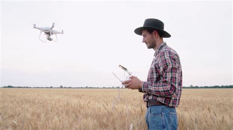 Worker with Drone in Summer Wheat Fields 3208421 Stock Video at Vecteezy