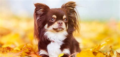 Dog Breeds Chihuahua - PUPPY CUTE DOG