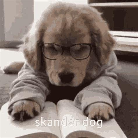 Dinostan Skander GIF - Dinostan Skander Skander Dog - GIF များ ရှာဖွေရန ...