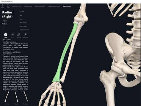 Bones: Radius. – Anatomy & Physiology