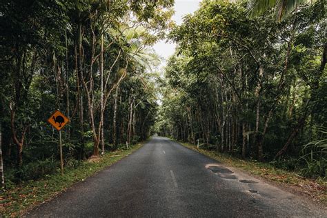 7 Best Cape Tribulation Tours & Activities in 2023 (Reef & Daintree ...