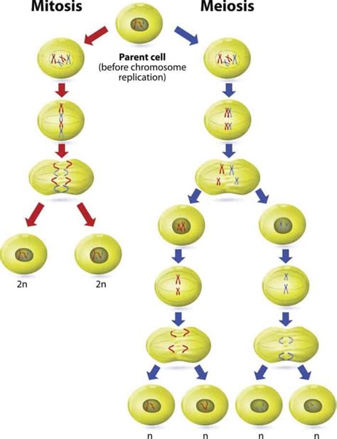 Mitosis Vs Meiosis Haploid Diploid