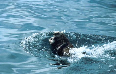 Free Images - two sea otters swimming