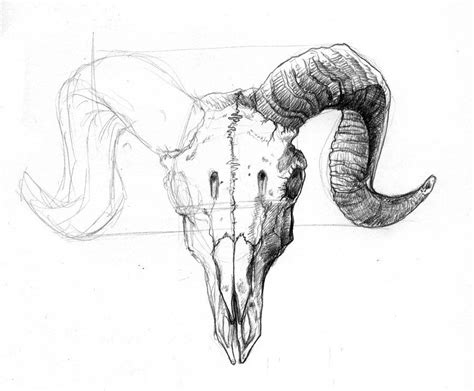 Simple Ram Skull Drawing