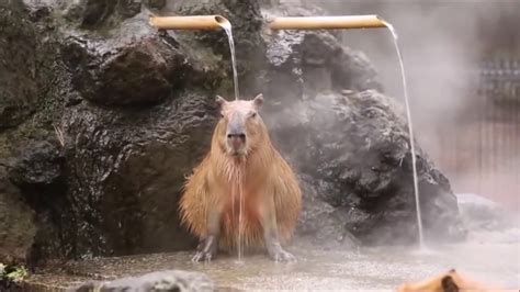 Cute Capybara enjoying a "hot" bath : 100% chilled - YouTube