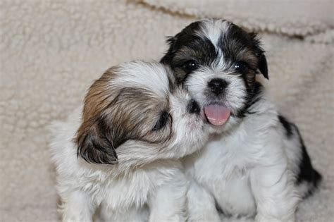 Lhasa Apso - Penny's Pups from birth to new homes: cute lhasa apso ...