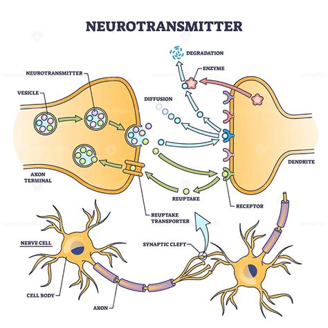 Neurotransmitter process detailed anatomical explanation outline ...