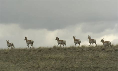 Pronghorn | Species | WWF