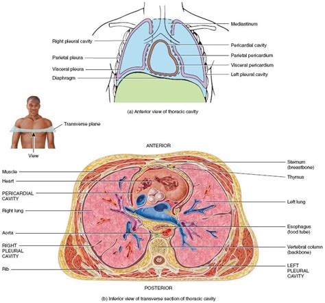 De 25+ bedste idéer inden for Thoracic cavity på Pinterest | Perifere ...