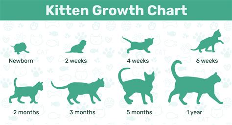 kitten growth stages pictures Pin by our love on cat development chart