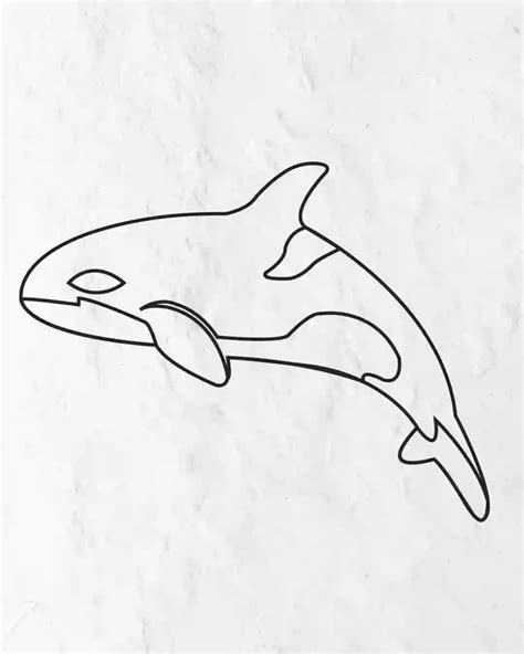 How to Draw Orca in Simple and easy step by step guide 10 How to Draw Orca in Simple and easy ...