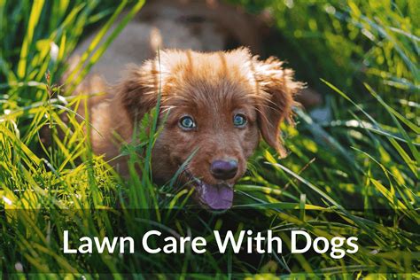 Lawn Care with Dogs