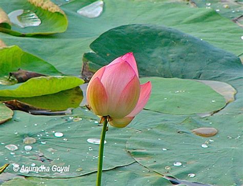 Walking Around Lotus Pond, MLA Colony, Hyderabad - Inditales