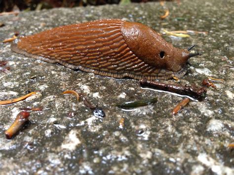 biggest slug I've ever seen! | Plant life, Animals, Slugs