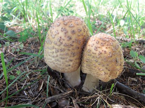 Amanita rubescens var. alba 2266 – Michigan Mushroom Hunters Club