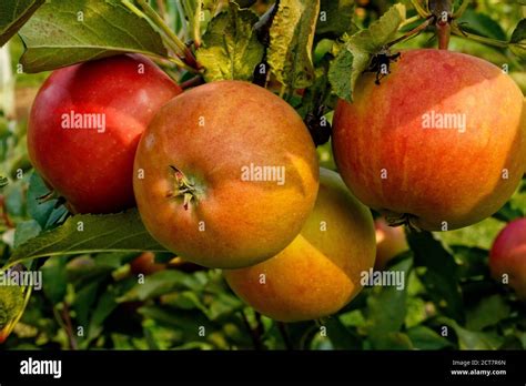 Ripe Cripps Pink apples variety on a apple tree. Ontario Canada Stock ...