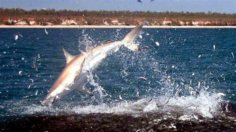 Spinner Shark – "OCEAN TREASURES" Memorial Library