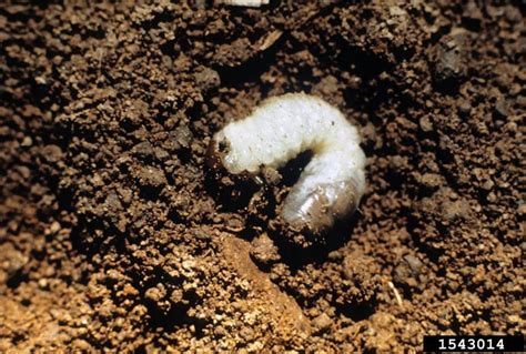 White Grubs : Got Pests? : Board of Pesticides Control: Maine DACF