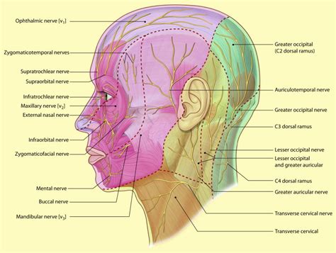 The surgical anatomy of the scalp - Surgery - Oxford International Edition