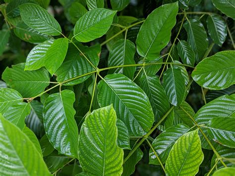 What Is Kratom Stem and Vein? - Kratomleaf.us - Kratom Leaf