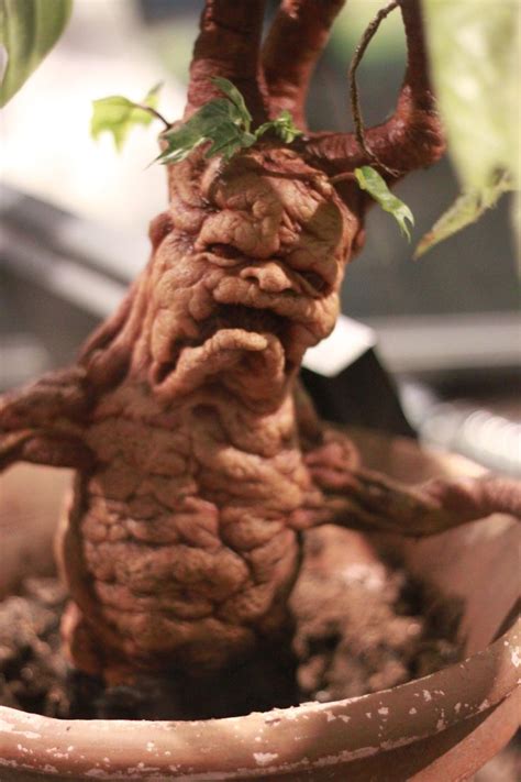 blackmagic | Harry potter mandrake, Harry potter props, Harry potter halloween