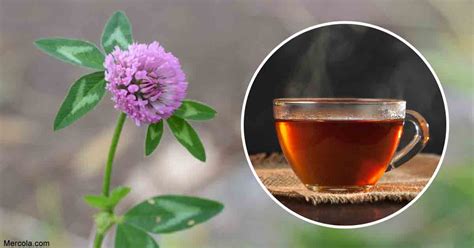 Red Clover Tea: Benefits and Nutrition Facts