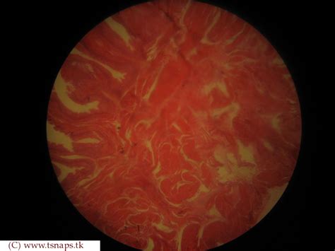 Histology Slides Database: Urinary bladder histology slides