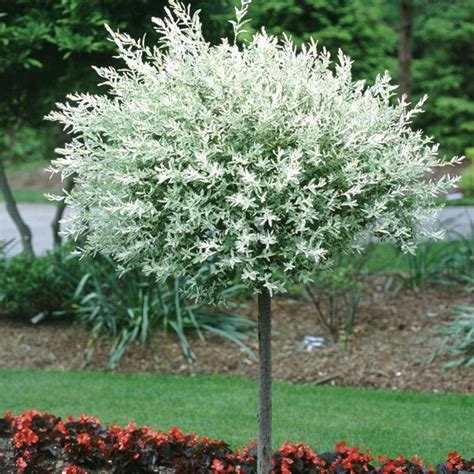 Buy Hakuro-Nishiki Willow Tree Plants & Trees Online | Pixies Gardens ...