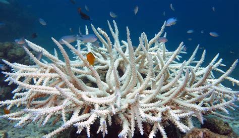 Coral reefs ‘can recover quickly after bleaching’ - Asia & Pacific