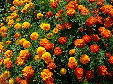 Tagetes from Kelley Pure Essential Oils