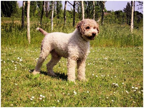 Lagotto Romagnolo - Pictures, Rescue, Puppies, Breeders, Temperament ...