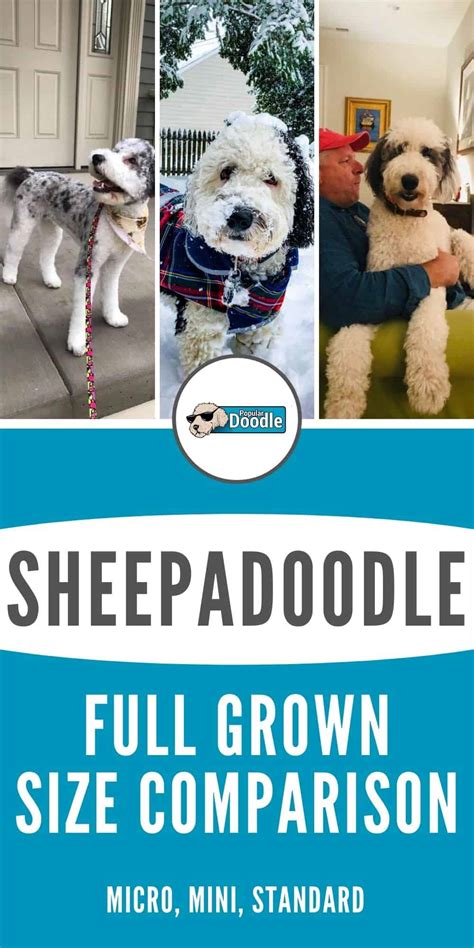 Sheepadoodle Size Full Grown: How Big Do Sheepadoodles Get? (Micro, Mini, Standard)