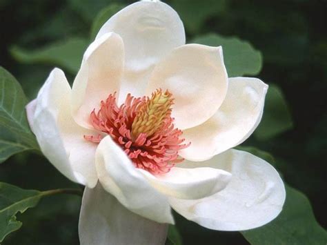 Magnolia Tree Care Guide – World of Garden Plants