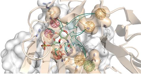 Scientists design new bio-inspired molecules to promote bone ...