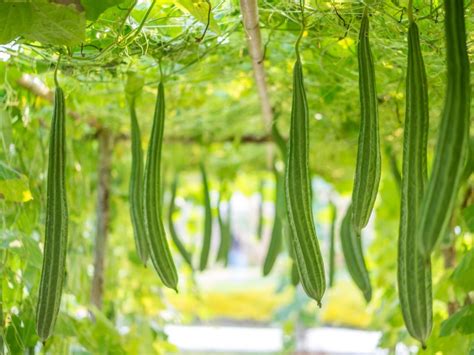 Luffa Gourd Plant - Tips For Growing Luffa Plants