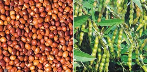 Red gram Seed Germination Procedure (Arhar/Tur Dal) | Agri Farming